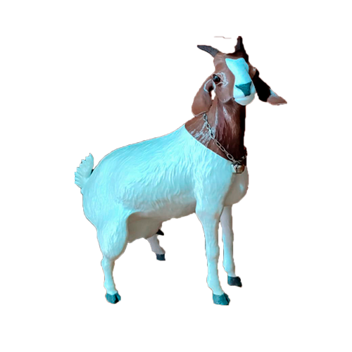 Cabrita Boer - Imagem 2